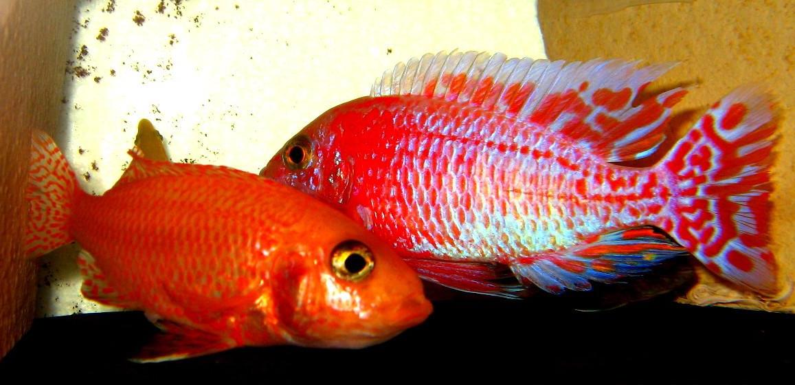 Aulonocara-Seifert-Firefish